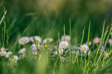 Grass Flower Pictures Image