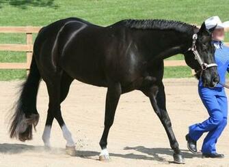Quarter Horse Wallpaper