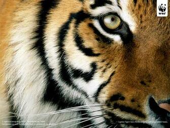 Photo Copyright National Geographic Stock Michael Nicols Wwf