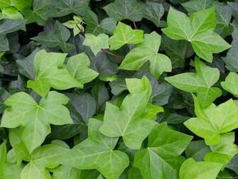 Simple Wallpaper Full Of Nature Here S A Covered In Ivy