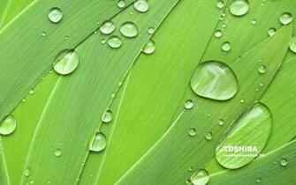 Toshiba Natural Green For X Widescreen Resolution