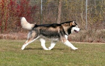 Alaskan Malamute Wallpaper