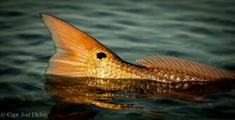 Redfish Background Picture
