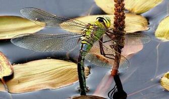 Wallpaper Pictures Of Original Nature Image For High