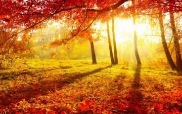 Autumn Morning