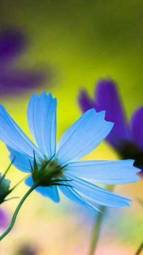 Blue Purple Flowers Wallpaper iPhone