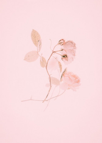 Pink Wallpaper HD Hq