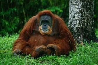 Orangutan Wallpaper And Background Image Net