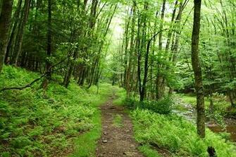 Seneca Hiking Trail Forest Trails Nature Pictures By