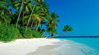 Coconut Tree Wallpaper