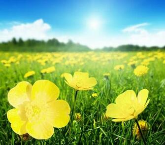 Field Of Spring Flowers And Perfect Sunny Day