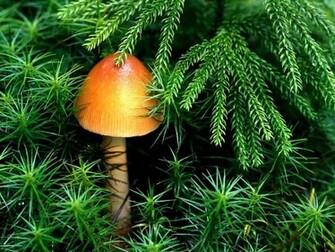 Mushroom Art Wallpaper HD Background