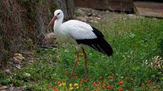 White Stork Computer Wallpaper Desktop Background