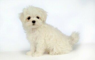 Puppy Dogs White Maltese Puppies Wallpaper No