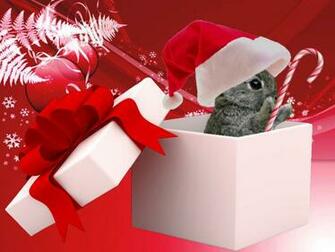 Christmas Rabbit Wallpaper Bunny