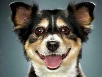 Cool Dog Wallpaper