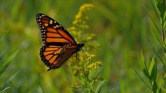 Painted Lady Butterfly And Monarch Wallpaper