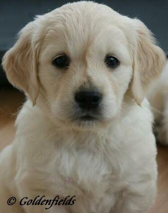 Two Golden Retriever Baby Wallpaper M5x