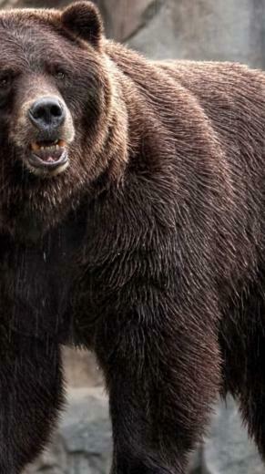 Animal Bear Wallpaper Sc iPhone6