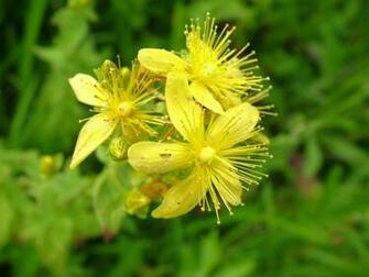Yellow Flowers Image Thecelebritypix