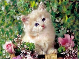 Cute Kittens HD Wallpaper 2u