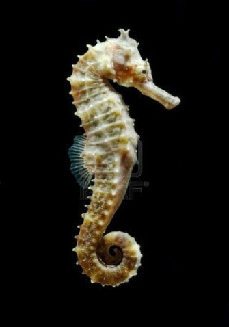 Seahorses HD Wallpaper Beautiful Animals Photography