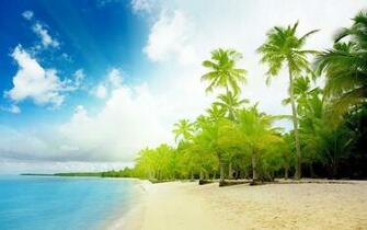 Beach Tropical Palm Trees HD Wallpaper In High Resolution At Nature