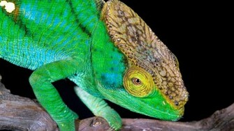 Wallpaper Lizard Computer