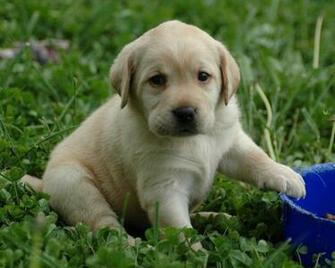 Puppy Lab HD Wallpaper Image At Clker Vector Clip Art