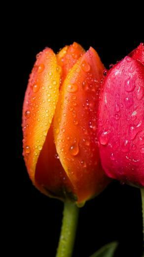 Spring Flower iPhone HD Wallpaper