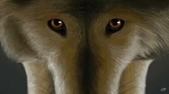 Best Direwolf Wallpaper