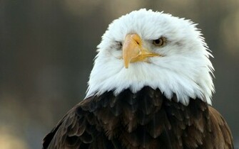 Wallpaper Eagle HD Desktop