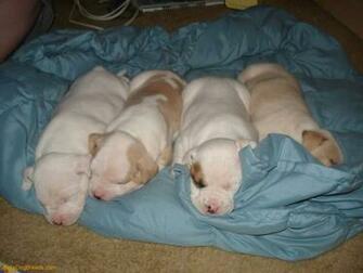 Black Pitbull Puppies Qq Ojca