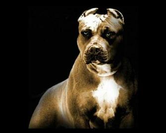 Pics Photos Pitbull Dog Wallpaper HD