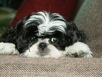 Shih Tzu Puppies Pictures Wallpaper Baby HD