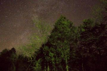 Stars Above The Trees In Ozark National Scenic Riverways Missouri