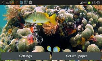 Coral Reef Live Wallpaper Android Apps On Google Play
