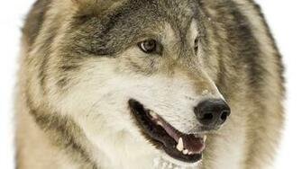 Desktop HD Live Wolf Wallpaper Lone Picture