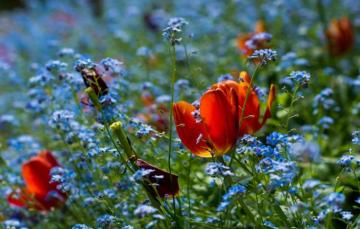 Wallpaper Flowers Bright Spring Garden Blue Tulips Red Buds