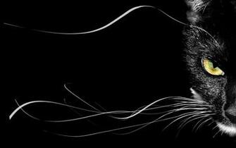 Beautiful Cat Cats Wallpaper