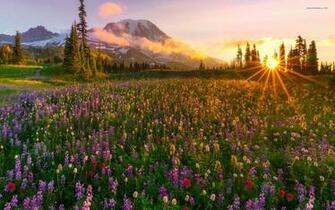 Lavender Field Lovely Sunrise Wallpaper