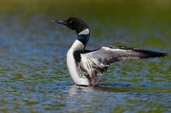 Loon Wallpaper