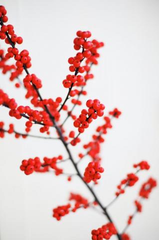 Red And White Flower Pictures Image