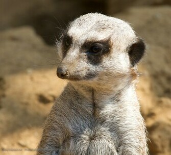 Meerkat Closeup Wallpaper Click Picture For High Resolution HD