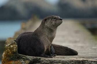 Otter Computer Wallpaper Desktop Background