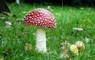 HD Wallpaper Mushroom