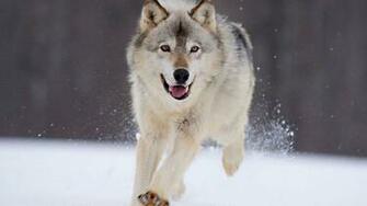 Snow Wolf Wallpaper Grasscloth