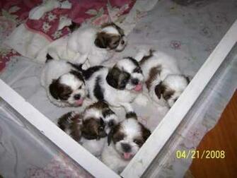 Shih Tzu Puppi