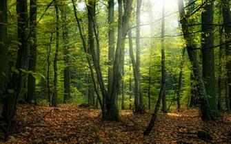 Fairy Forest X Photography Miriadna