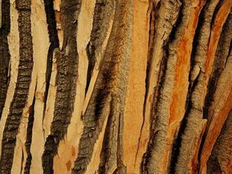 Tree Bark Background Wallpaper